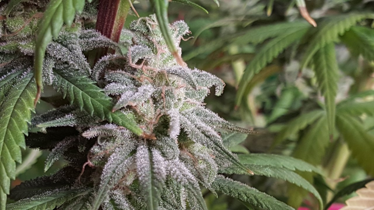 082418 Hindu Kush Flip Day 55 Day 45 With Hairs 9.jpg