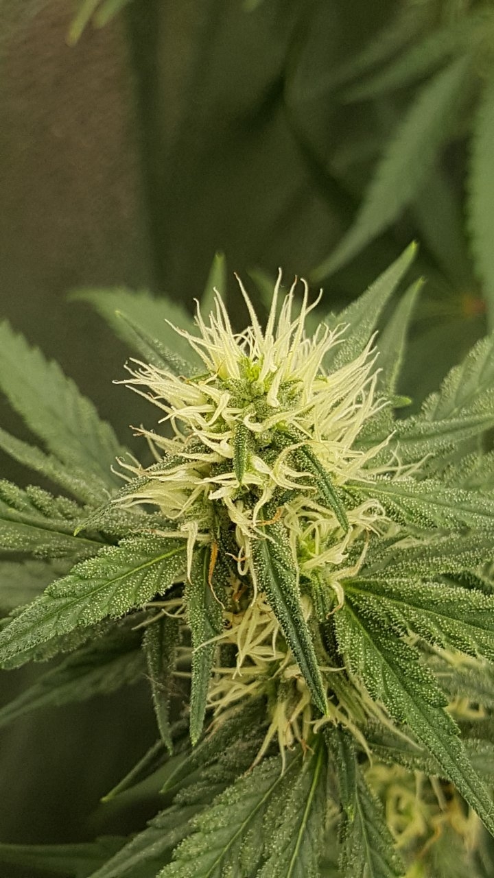 082418 Tangie x Ghost Train Haze Flip Day 28 Day18 With Hairs 10.jpg