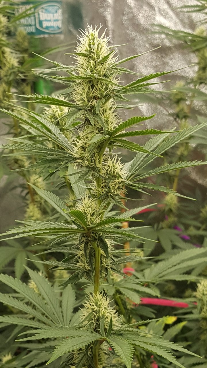 082418 Tangie x Ghost Train Haze Flip Day 28 Day18 With Hairs 4.jpg