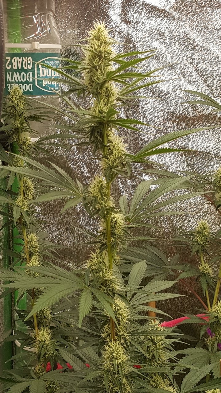 082418 Tangie x Ghost Train Haze Flip Day 28 Day18 With Hairs 5.jpg