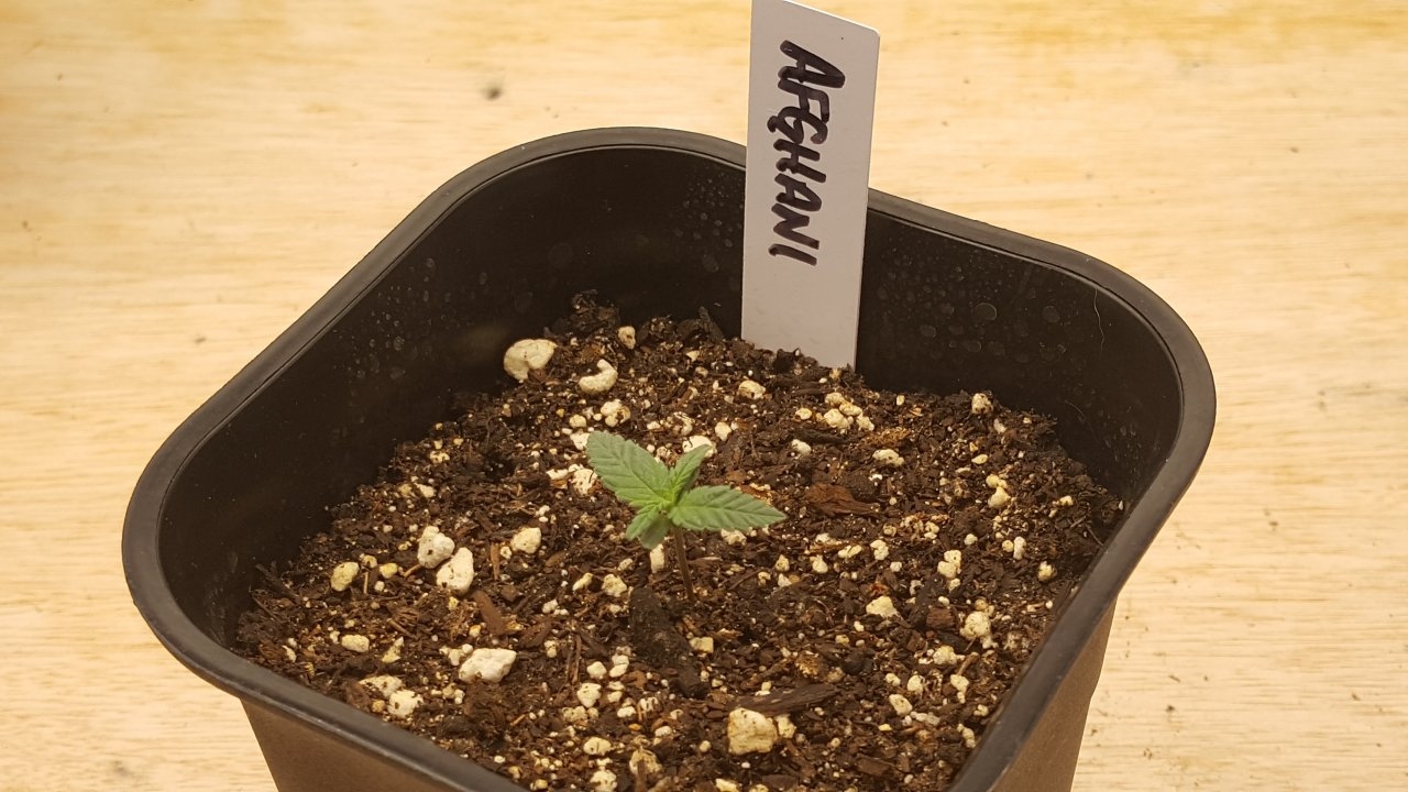 082519 Afghani #1 Seedling Day 7 1.jpg