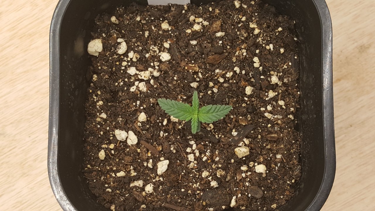 082519 Afghani #1 Seedling Day 7 3.jpg