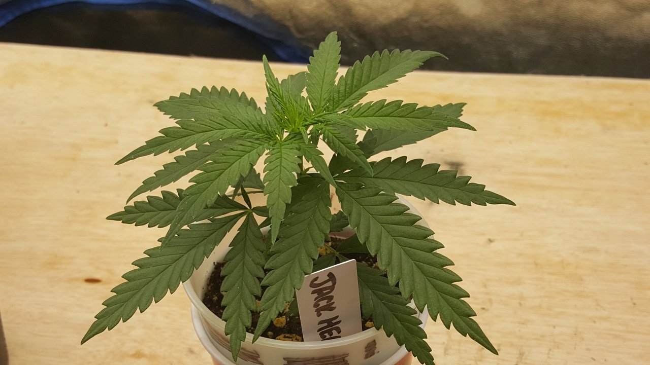 082519 Jack Herer #1 Veg Day 14 4.jpg