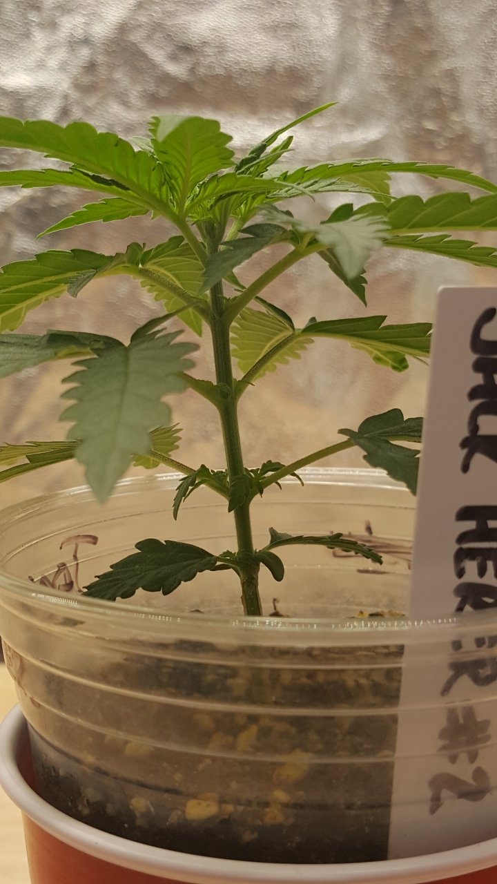 082519 Jack Herer #2 Veg Day 14 2.jpg