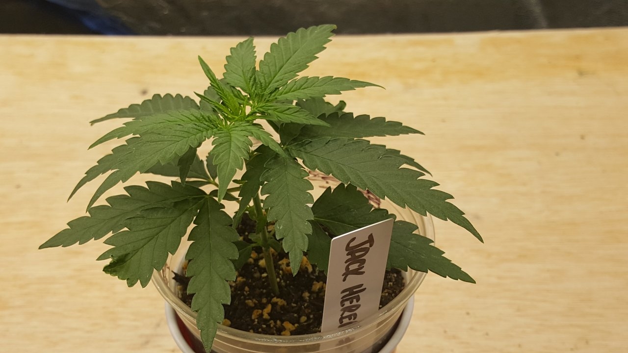 082519 Jack Herer #2 Veg Day 14 4.jpg