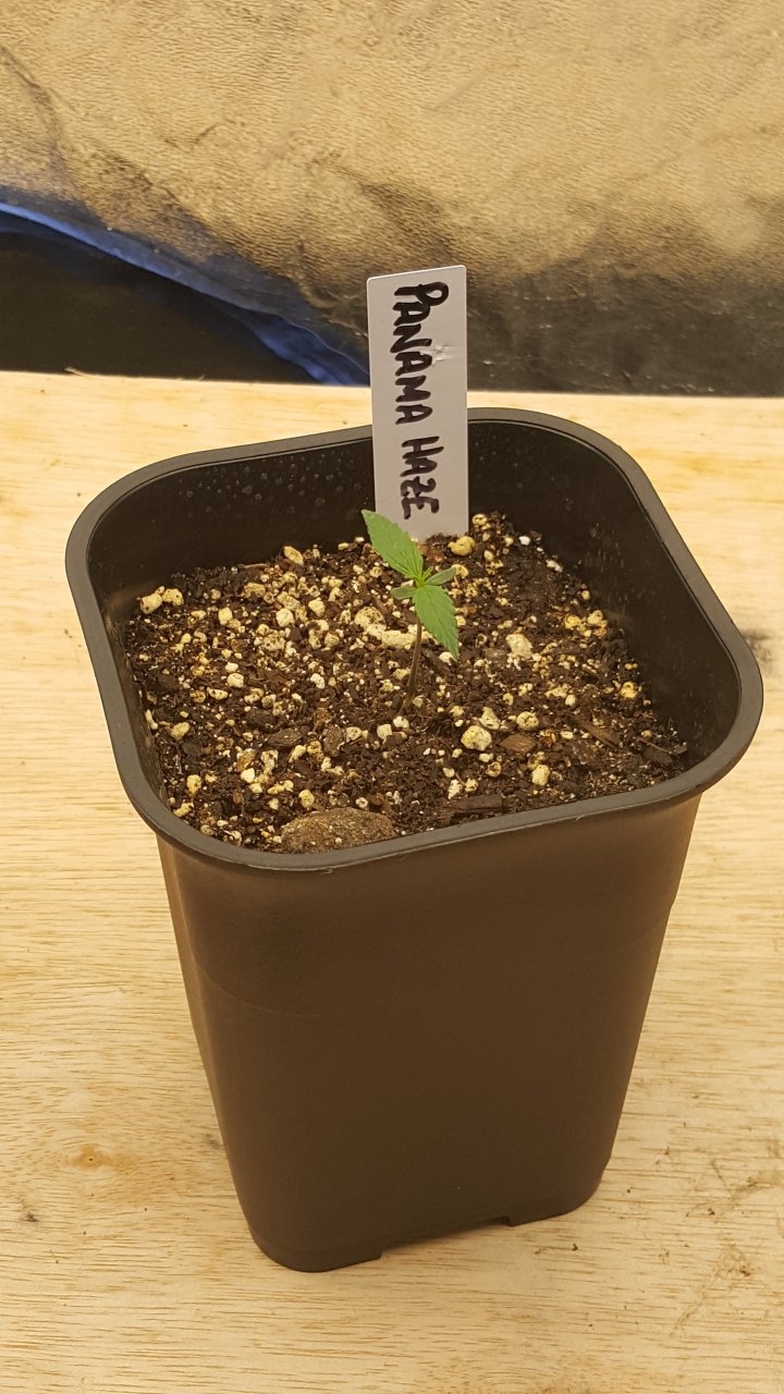 082519 Panama Haze Seedling Day 7 1.jpg