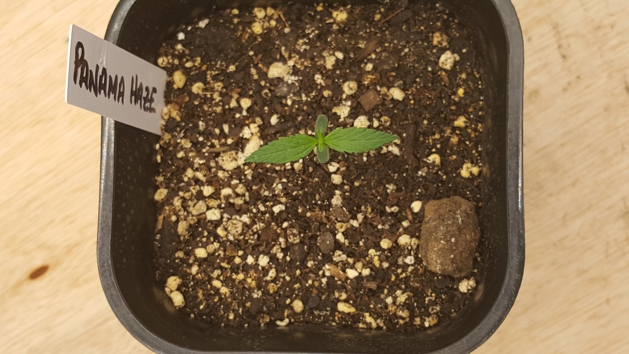 082519 Panama Haze Seedling Day 7 3.jpg