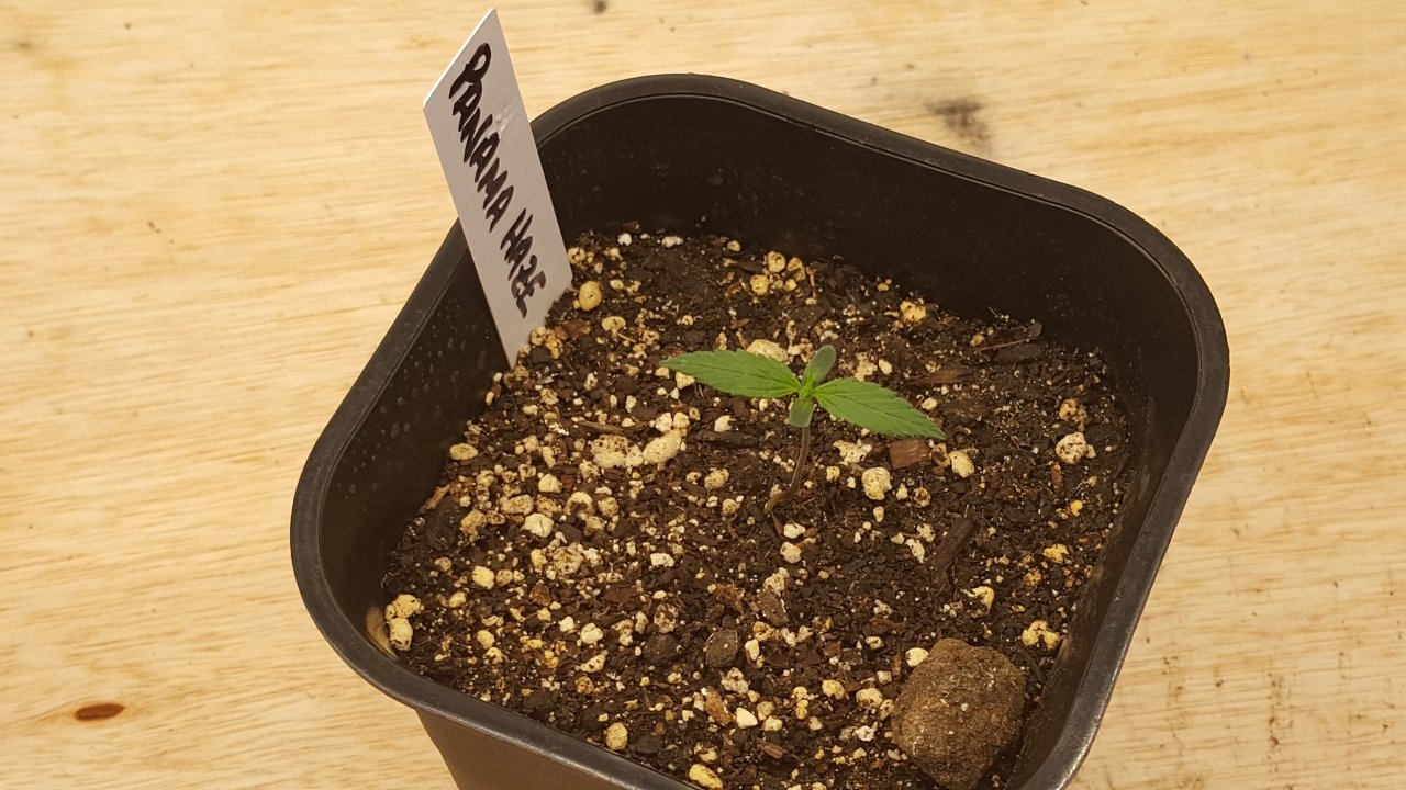 082519 Panama Haze Seedling Day 7 4.jpg