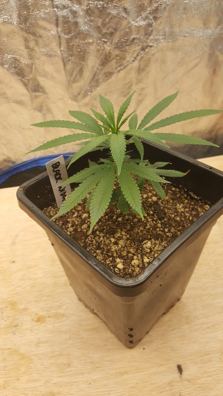 082619 Black Widow Clone Day 10 1.jpg