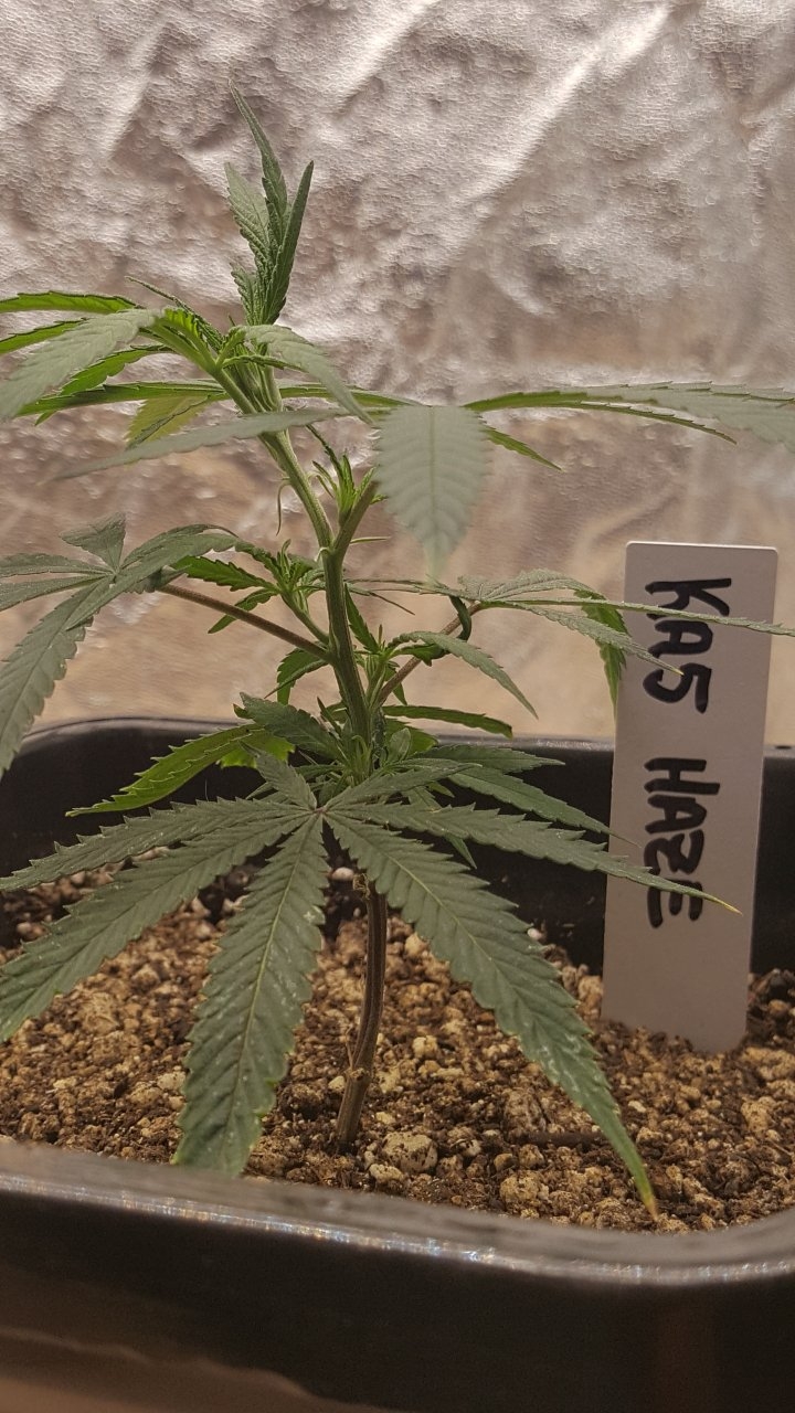 082619 KA5 Haze Clone Day 10 2.jpg