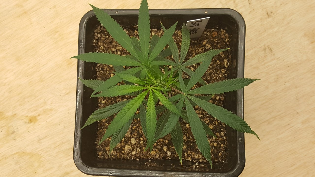 082619 KA5 Haze Clone Day 10 3.jpg