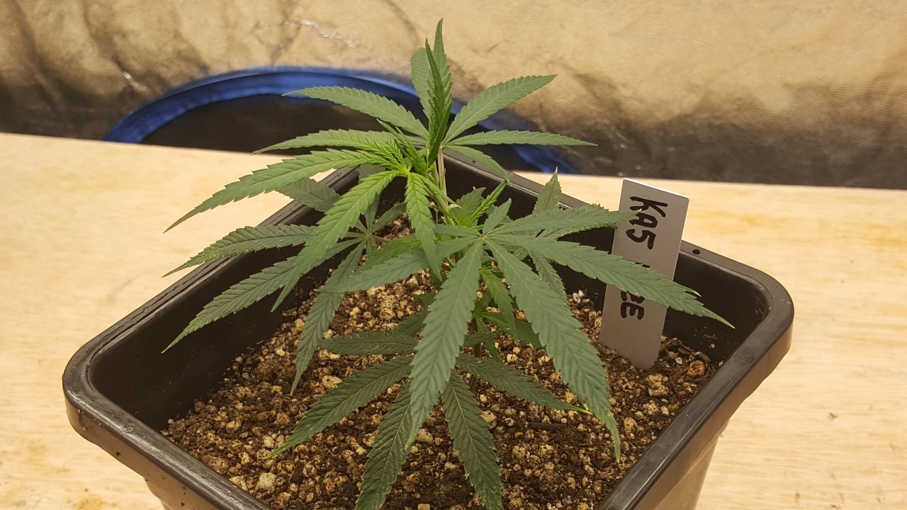 082619 KA5 Haze Clone Day 10 4.jpg