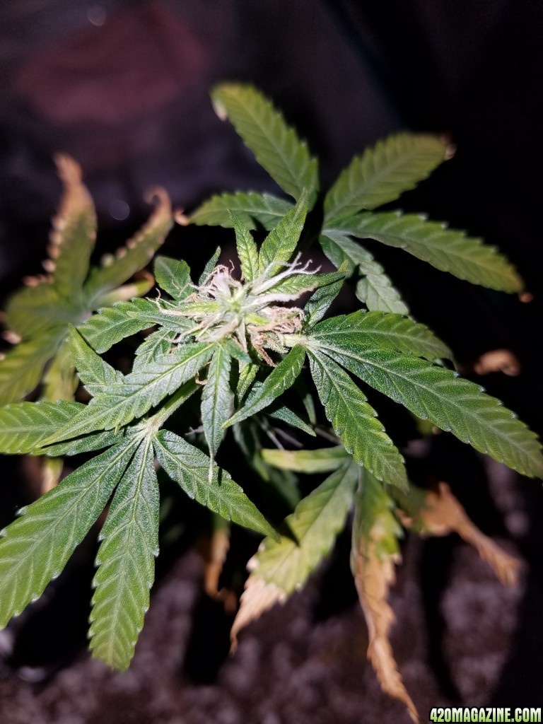 09-26-17_Elsa_Pistils_Budlet