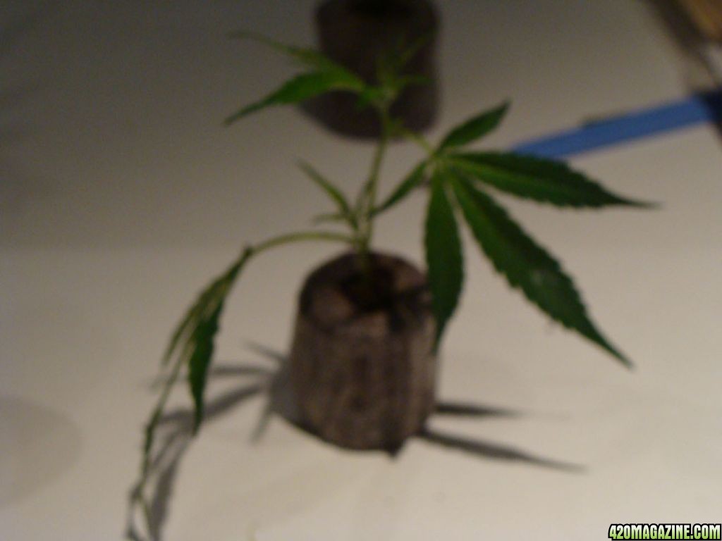 09 uk grow