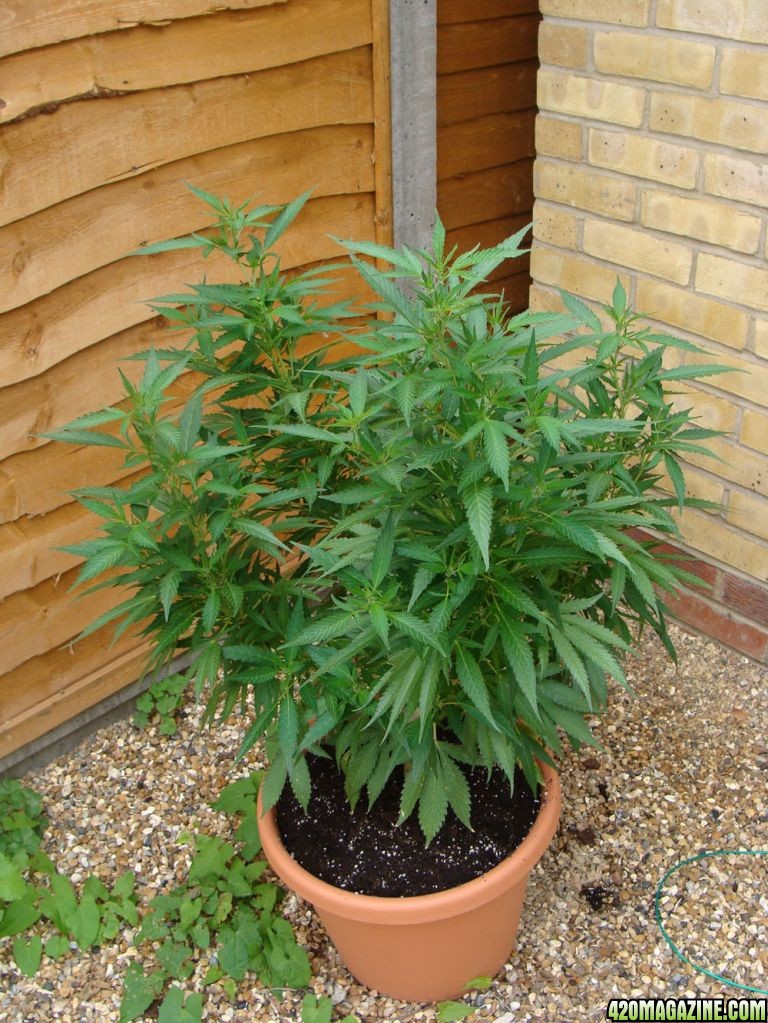 09 uk grow