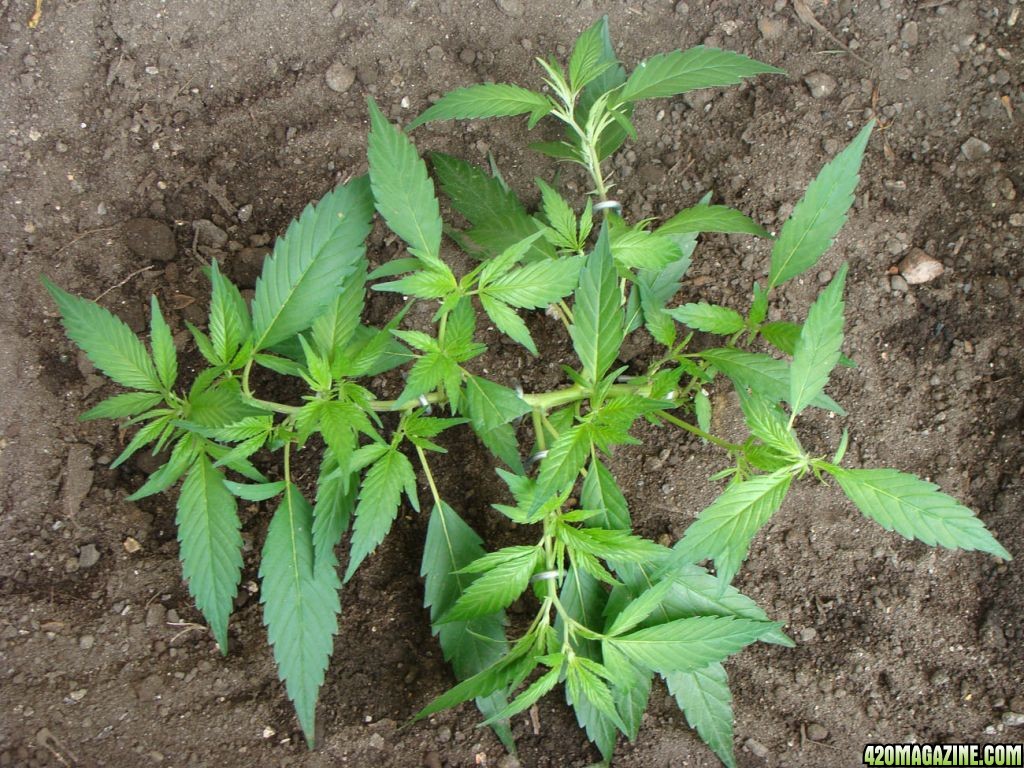 09 uk grow