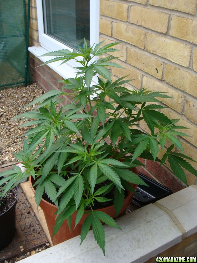 09 uk grow