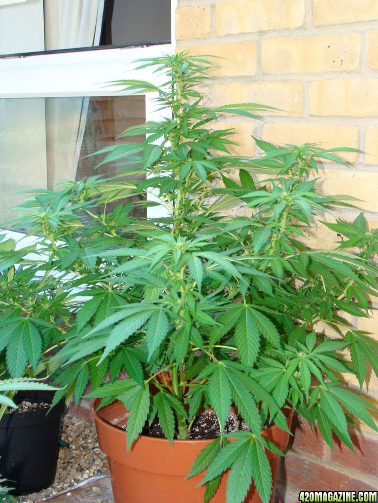 09 uk grow