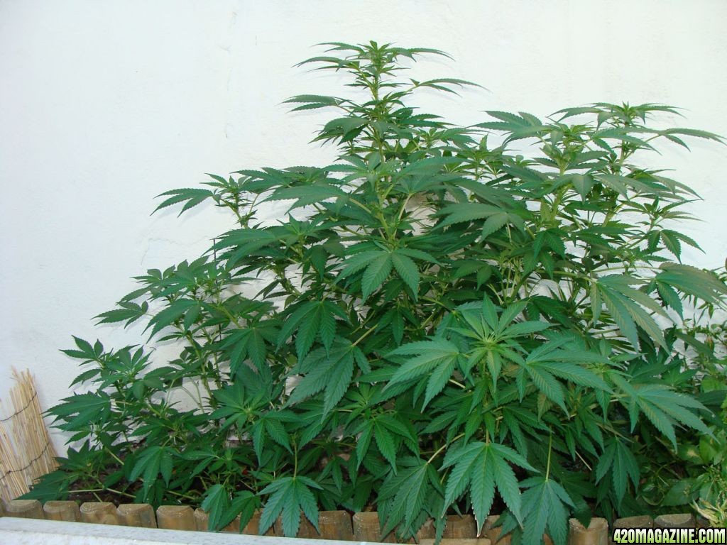 09 uk grow