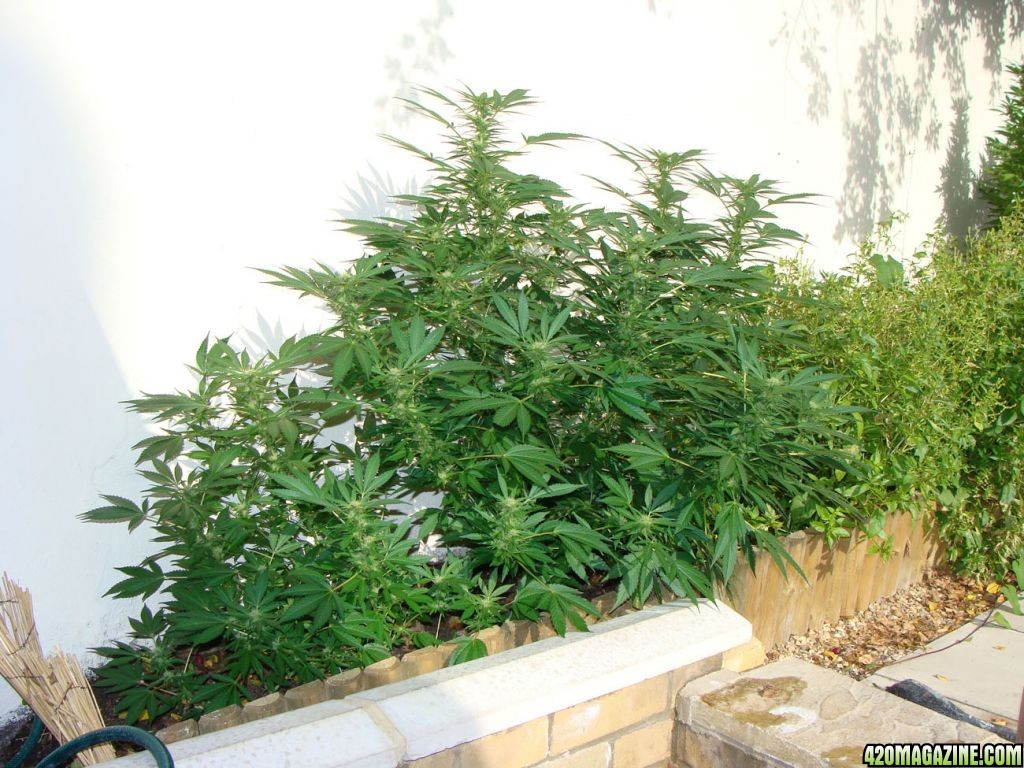 09 uk grow