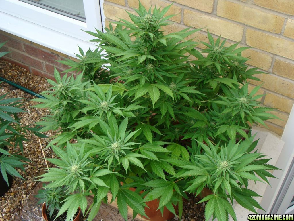 09 uk grow