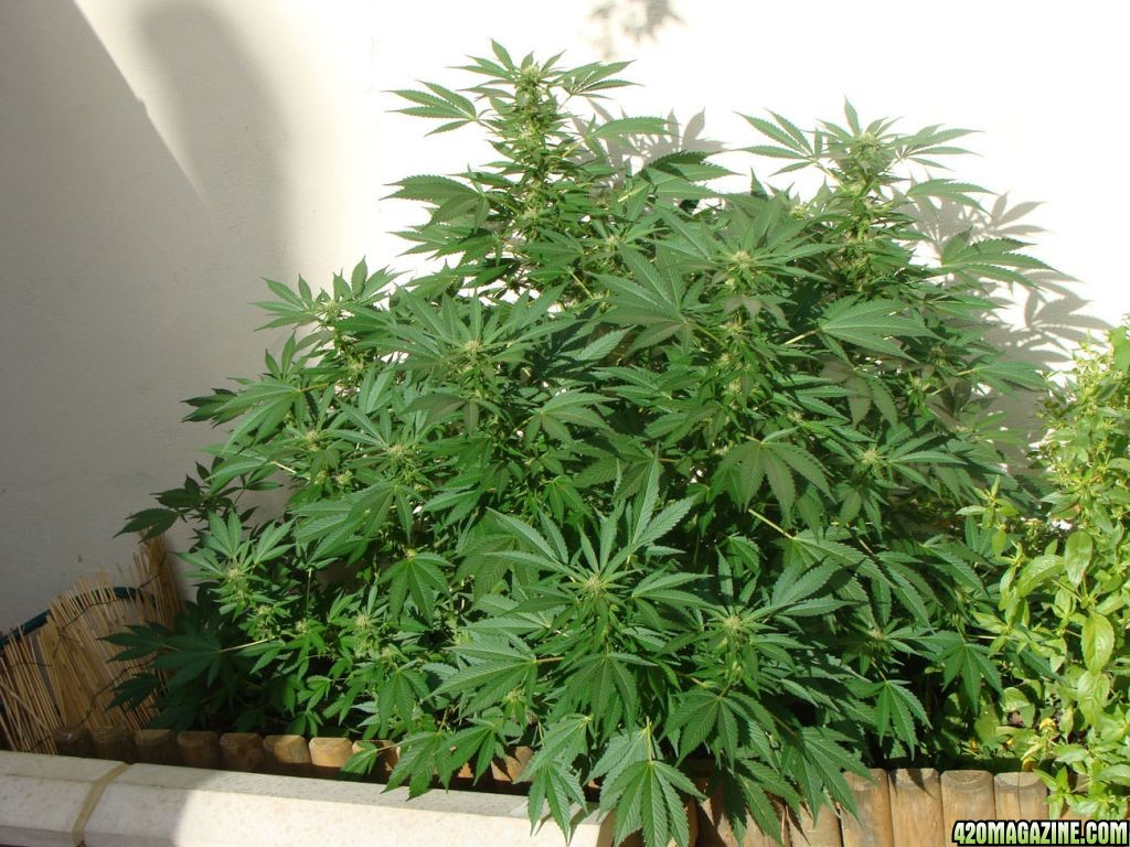 09 uk grow