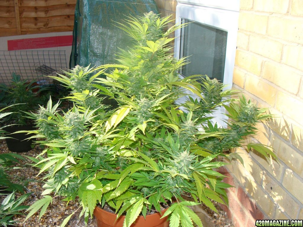 09 uk grow