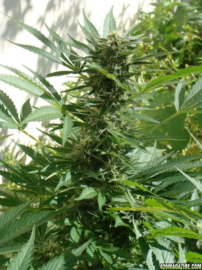 09 uk grow