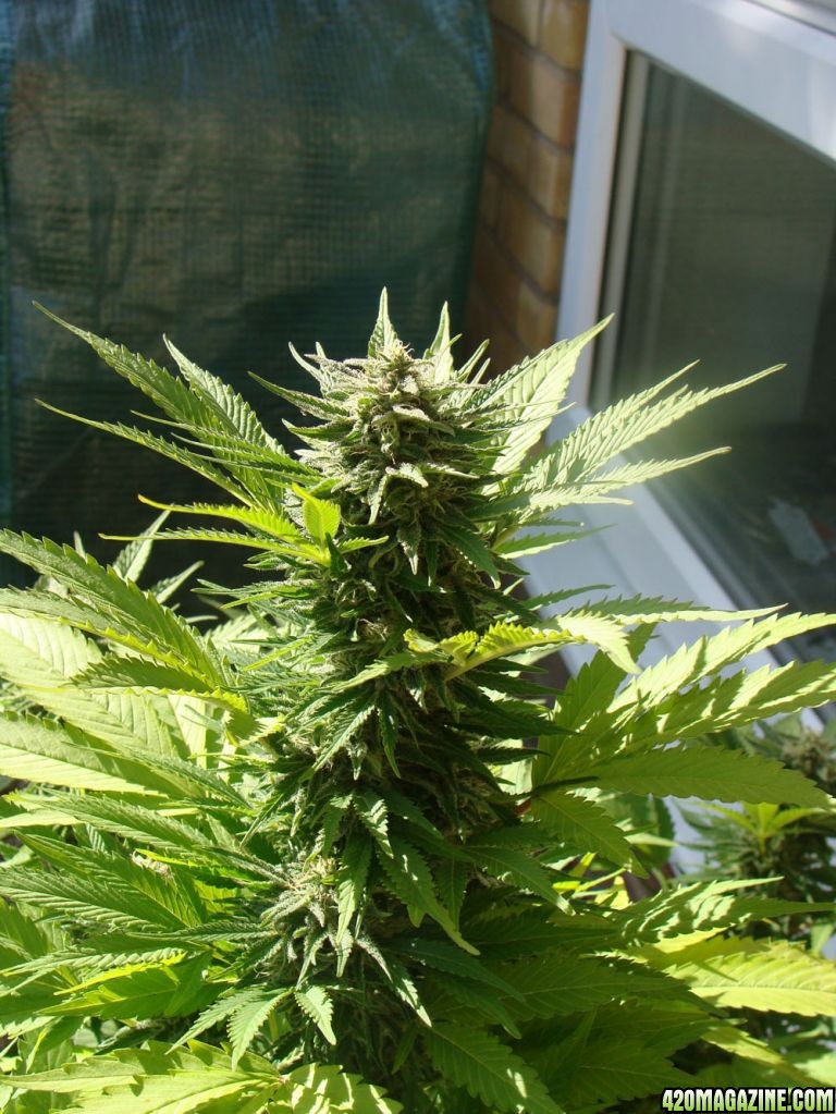 09 uk grow