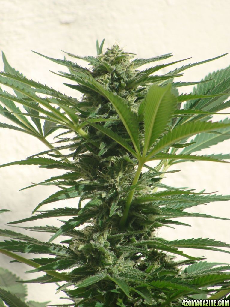 09 uk grow