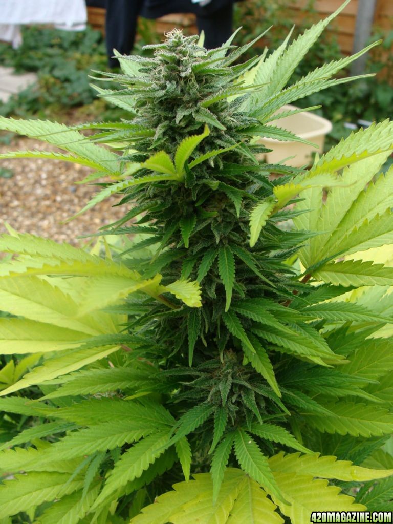 09 uk grow