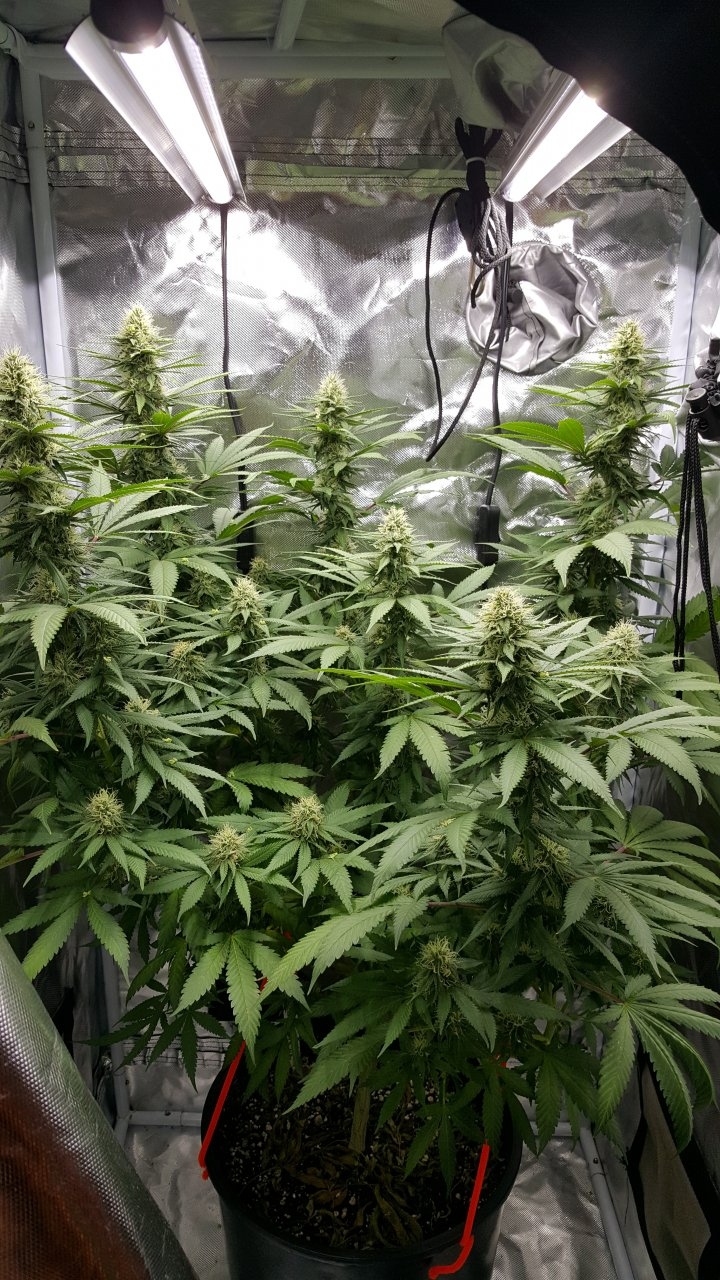 090218 Northern Lights Clone 1.2 Flip Day 30 Day 23 With Hairs 1.jpg