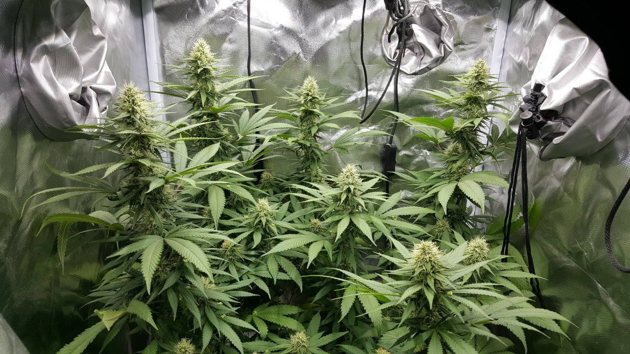 090218 Northern Lights Clone 1.2 Flip Day 30 Day 23 With Hairs 2.jpg