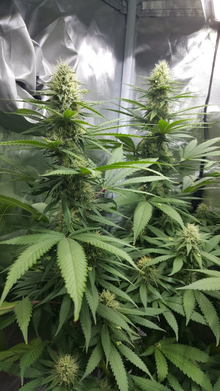 090218 Northern Lights Clone 1.2 Flip Day 30 Day 23 With Hairs 3.jpg