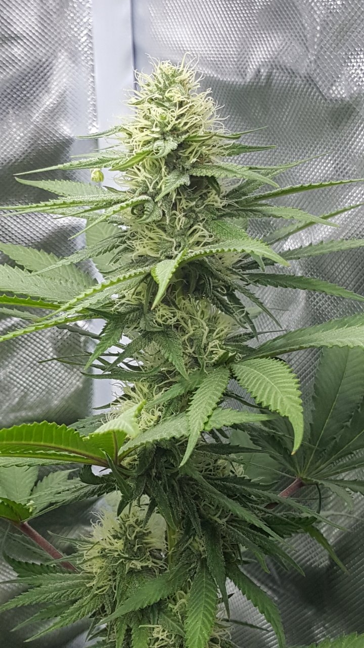 090218 Northern Lights Clone 1.2 Flip Day 30 Day 23 With Hairs 7.jpg