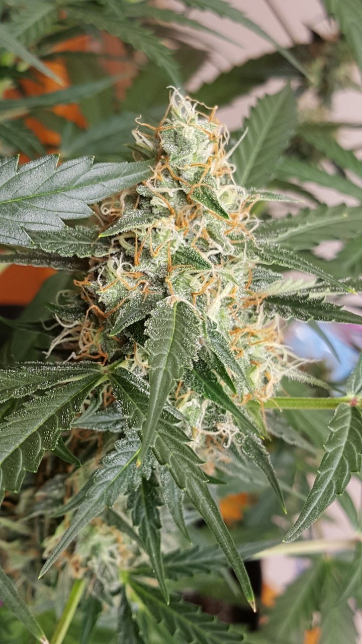 090318 Gorilla Glue Auto Day 57 Day 25 With Hairs 6.jpg