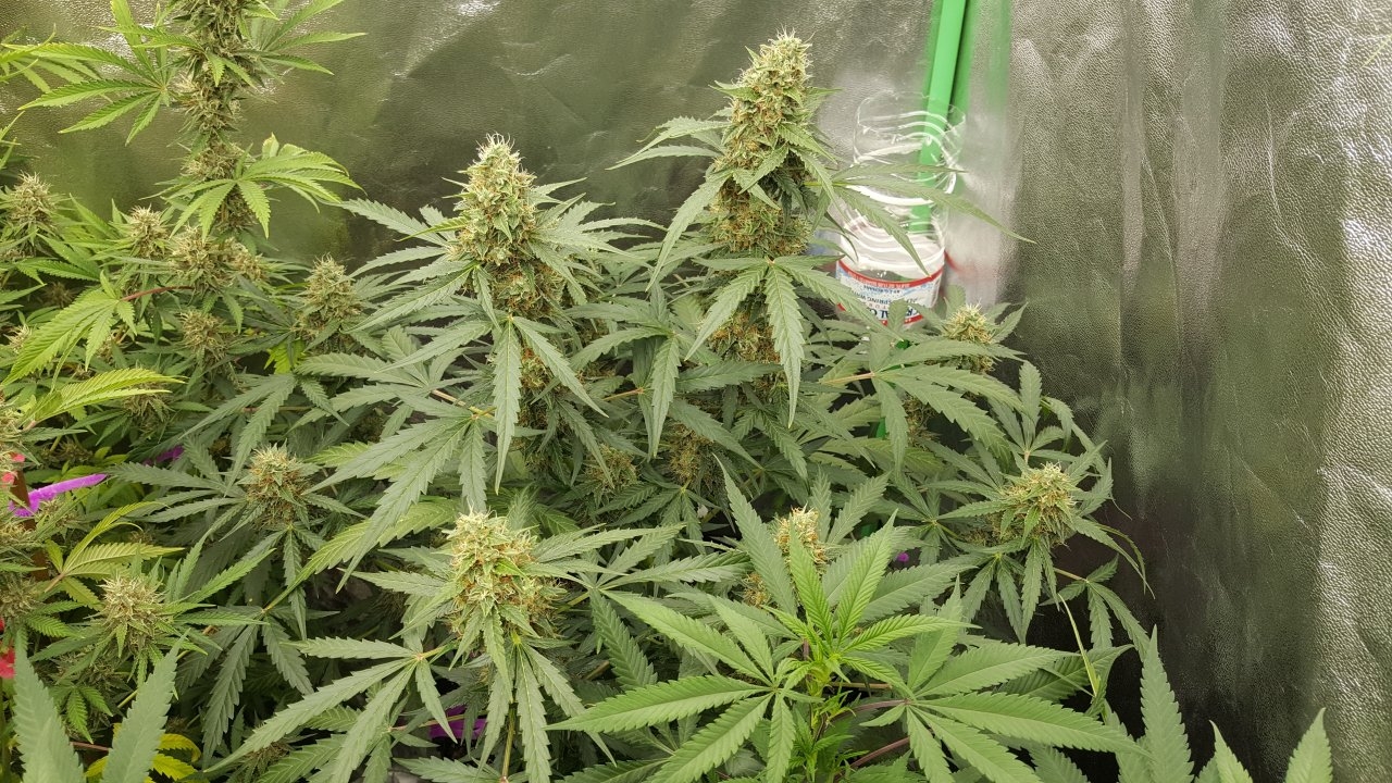 090918 Gorilla Glue Auto Day 63 Day 31 With Hairs 3.jpg