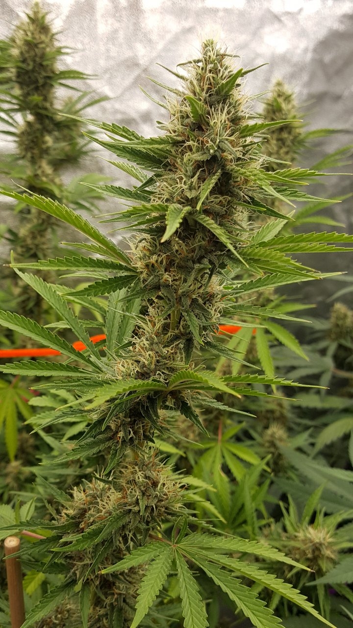 090918 Tangie x Ghost Train Haze Clone Flip Day 44 Day 34 With Hairs 3.jpg