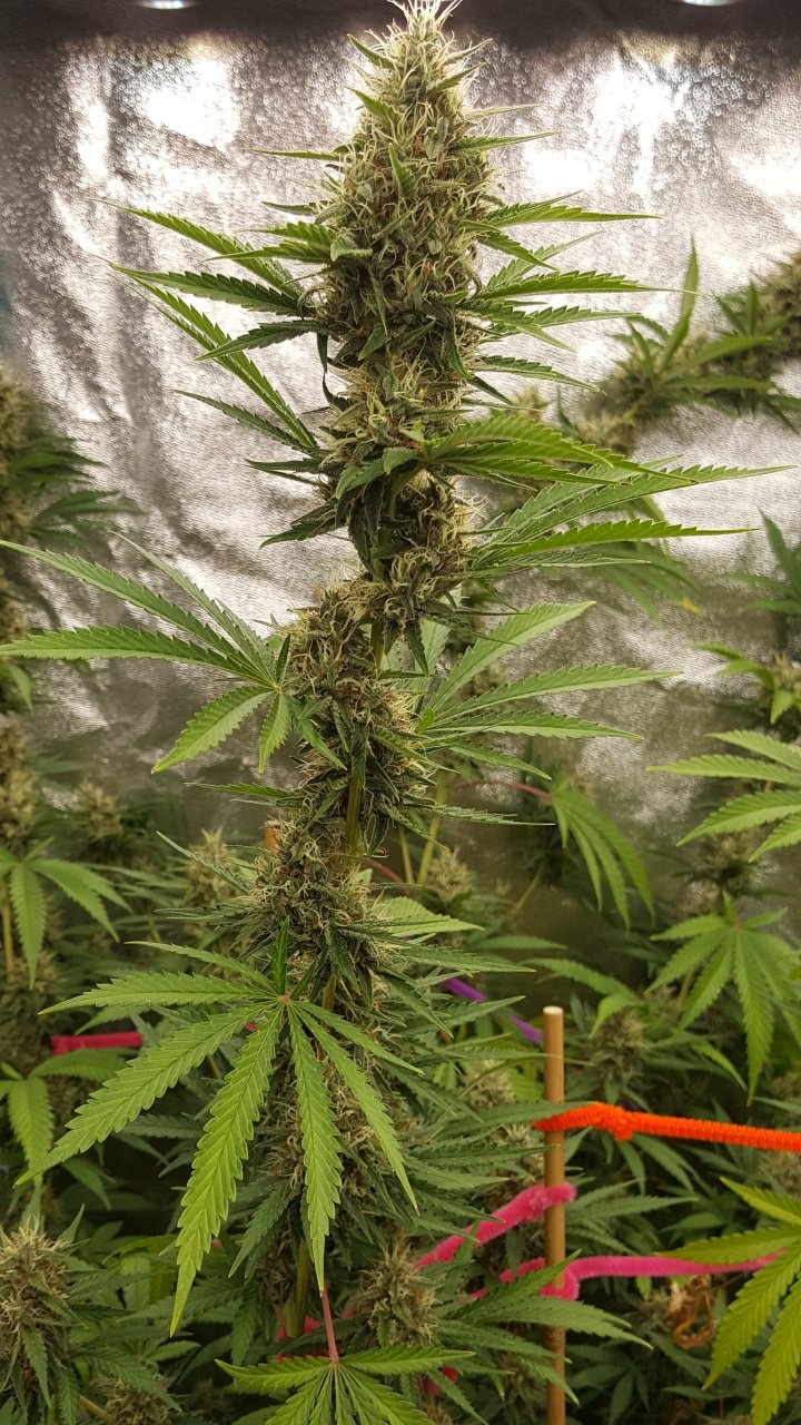 090918 Tangie x Ghost Train Haze Clone Flip Day 44 Day 34 With Hairs 4.jpg