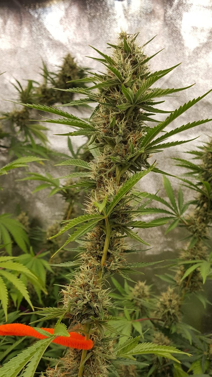 090918 Tangie x Ghost Train Haze Clone Flip Day 44 Day 34 With Hairs 5.jpg