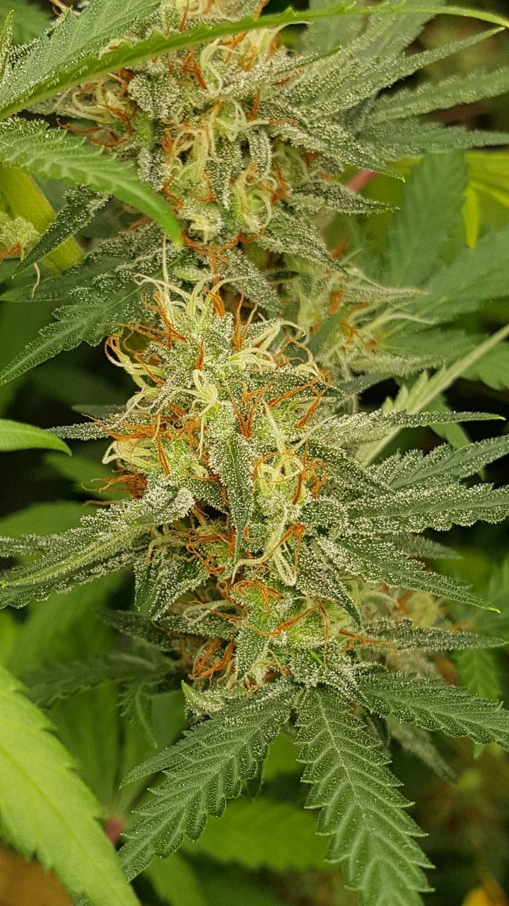 090918 Tangie x Ghost Train Haze Clone Flip Day 44 Day 34 With Hairs 9.jpg