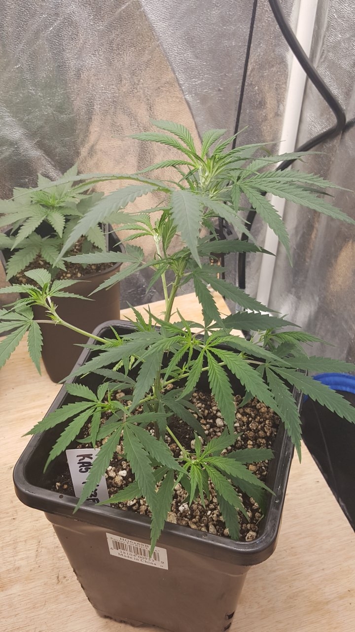 091019 KA5 Haze Clone Veg Day 25 1.jpg