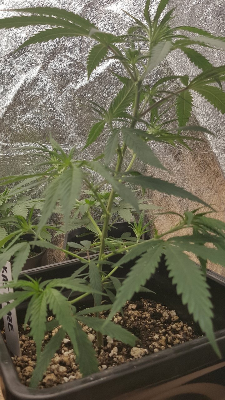 091019 KA5 Haze Clone Veg Day 25 2.jpg