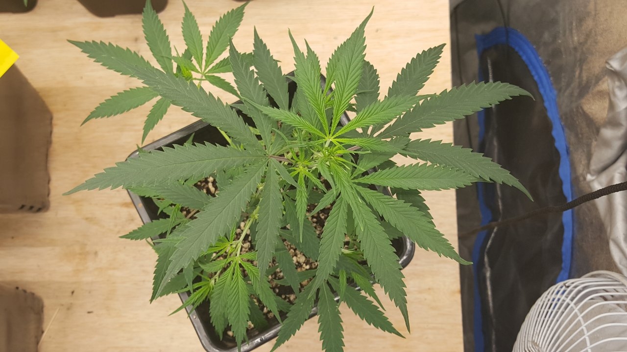 091019 KA5 Haze Clone Veg Day 25 3.jpg