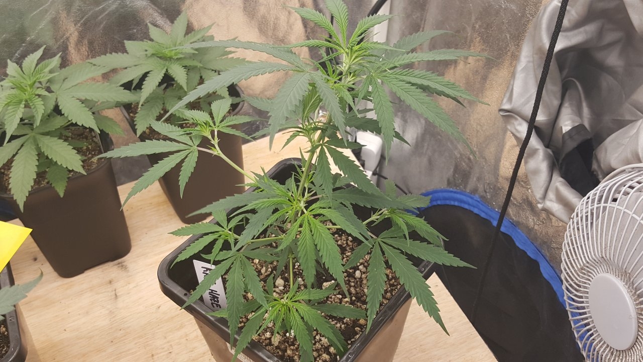 091019 KA5 Haze Clone Veg Day 25 4.jpg