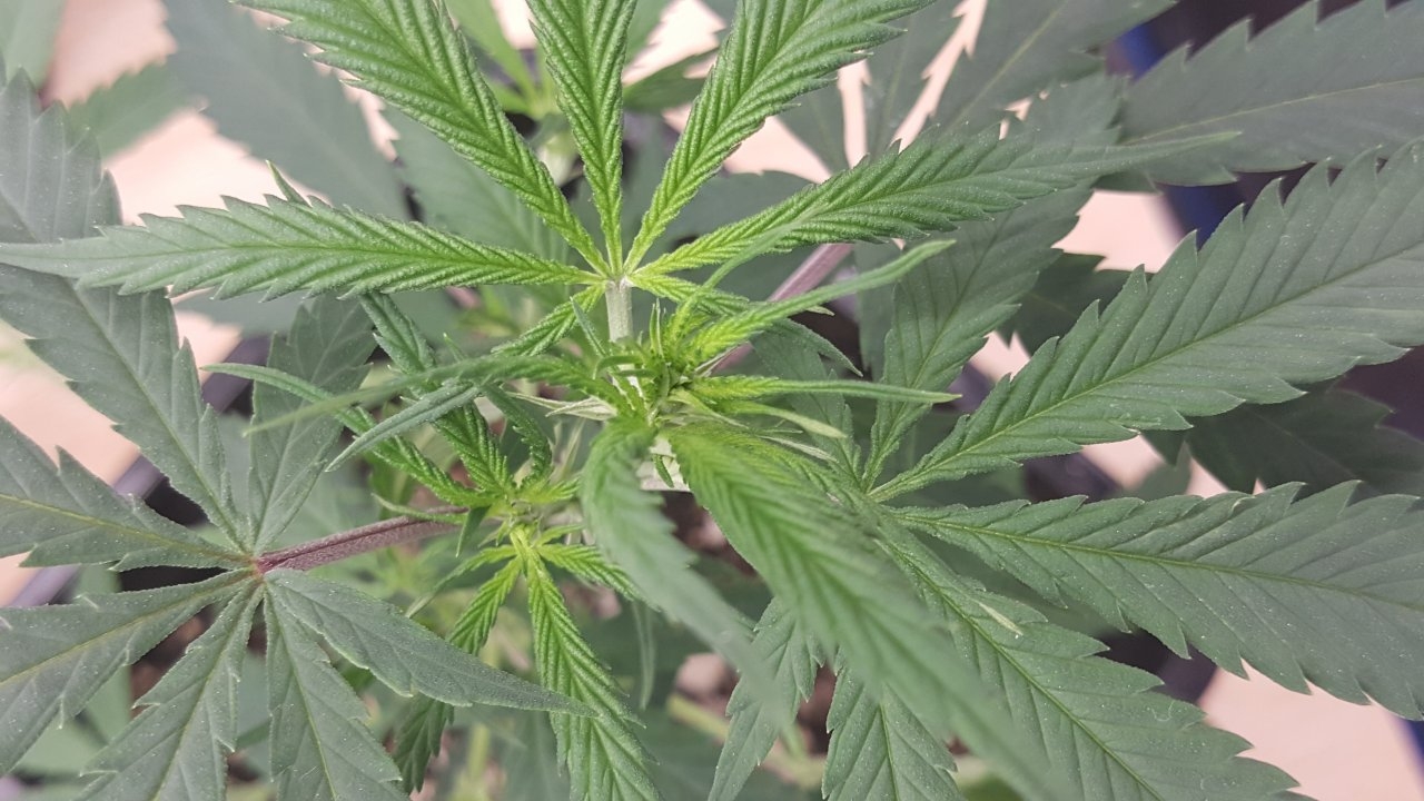 091019 KA5 Haze Clone Veg Day 25 7.jpg