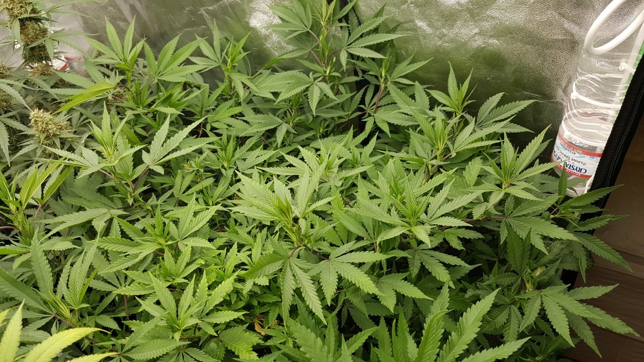 091218 Black Cherry Punch Clone Flip Day 6 4.jpg