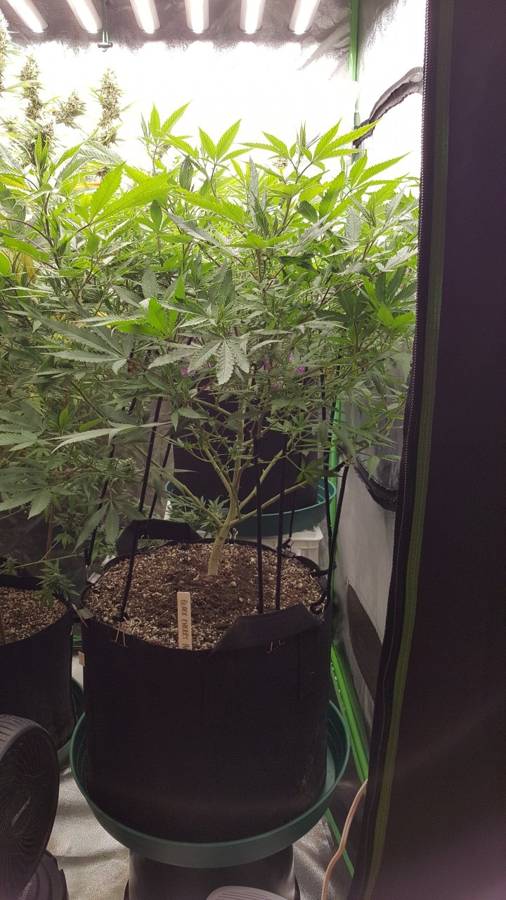 091218 Black Cherry Punch Clone Flip Day 6 7.jpg