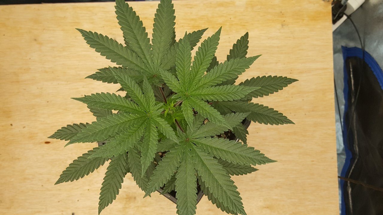 091219 Hindu Kush Veg Day 32 3.jpg