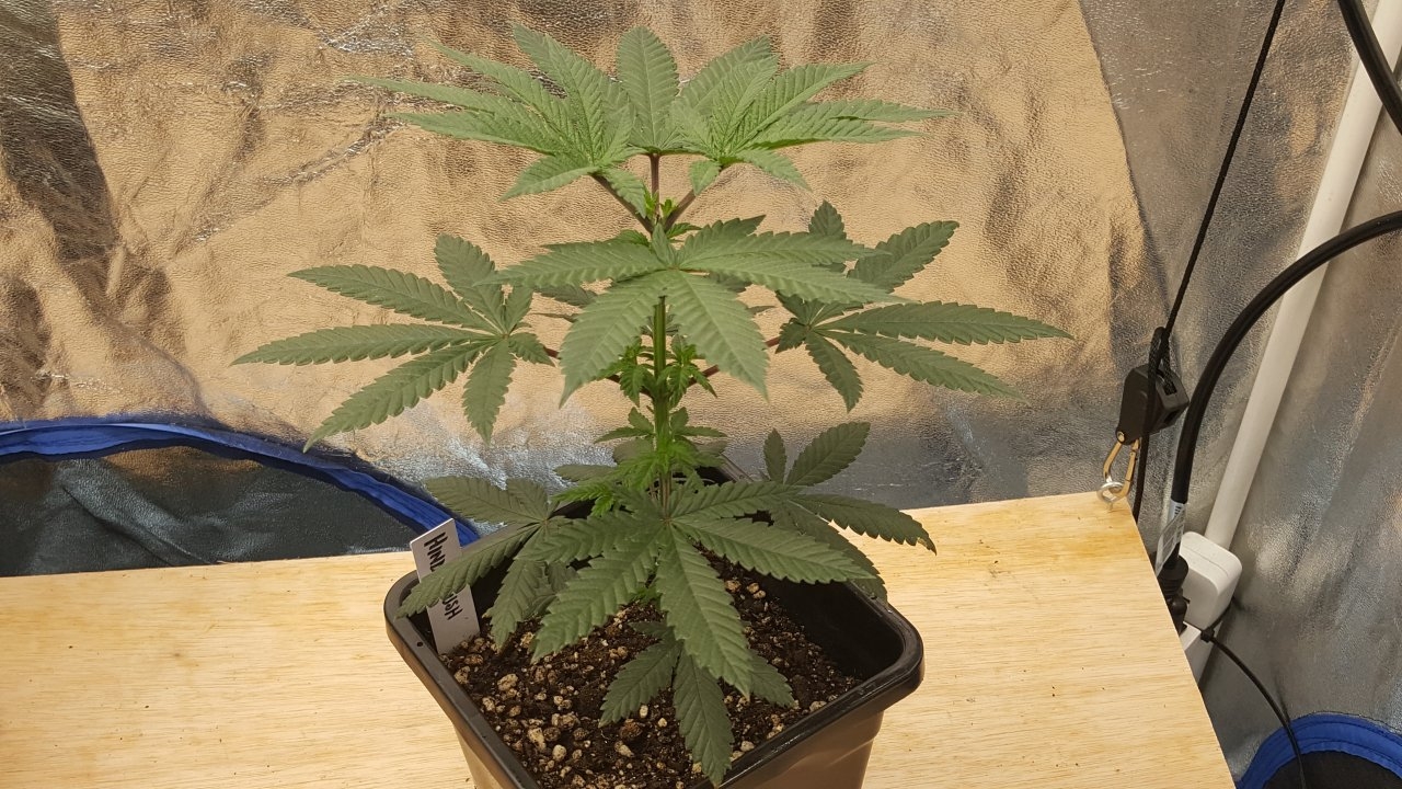 091219 Hindu Kush Veg Day 32 4.jpg